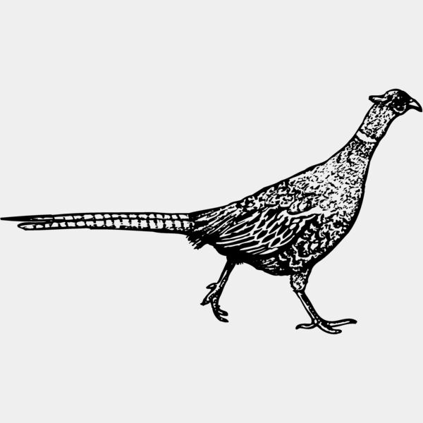 BIRD061 Thumbnail