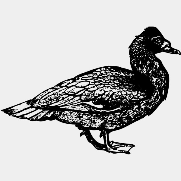 BIRD097 Thumbnail